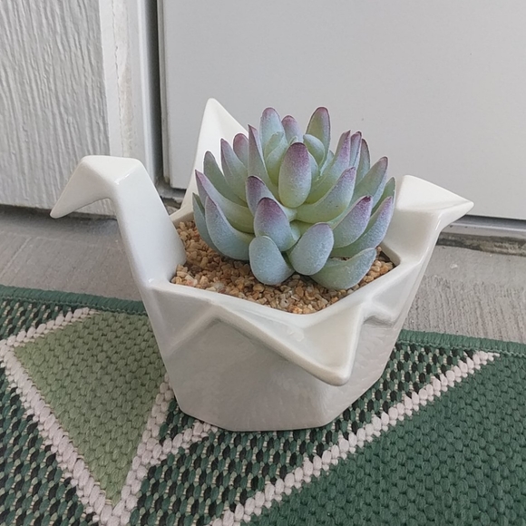 Francesca's Collections Other - Francesca's Origami Swan Succulent Planter